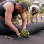 Planting shrubs through weed cloth