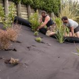 Hillside shrub planting through weed cloth